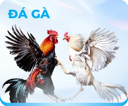 đá gà