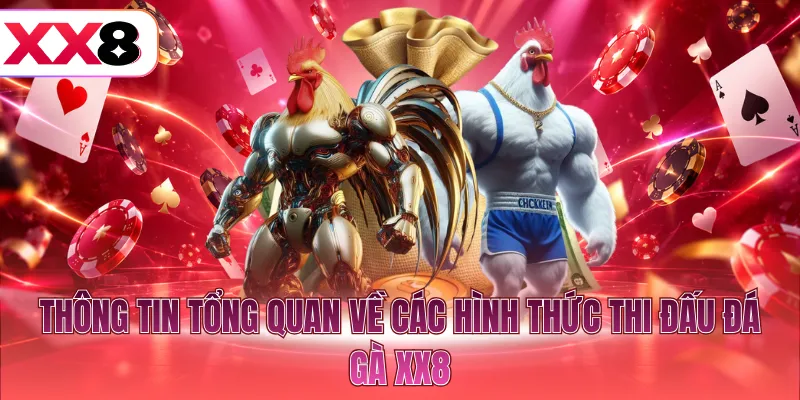 Thông tin tổng quan về các hình thức thi đấu đá gà XX8