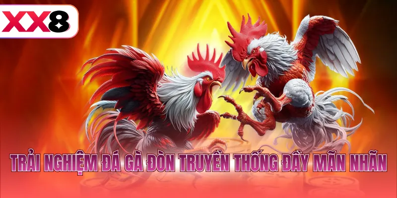 Trải nghiệm đá gà đòn truyền thống đầy mãn nhãn